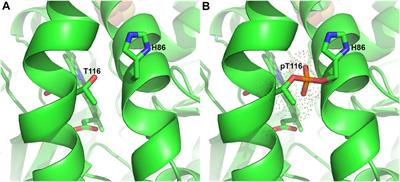 Ferrochelatase: Mapping the Intersection of Iron and Porphyrin Metabolism in the Mitochondria